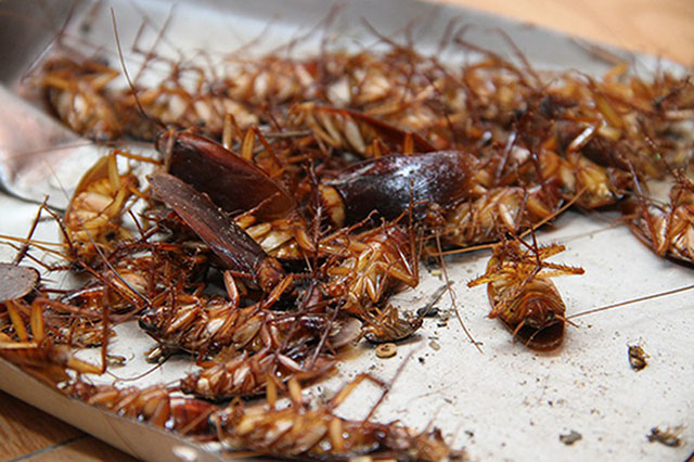 Mộng thấy con gián chết